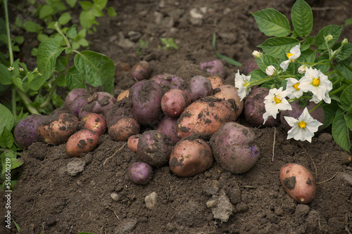 Pile of newly harvested multicolored potatoes