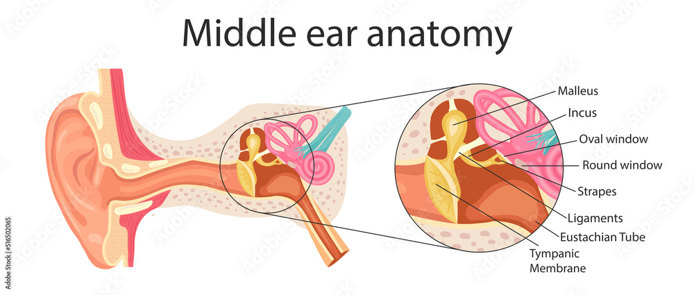 Vetor de Anatomy of the middle ear. Detailed illustration for ...