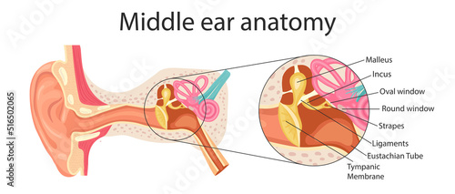 Anatomy of the middle ear. Detailed illustration for educational, medical, biological and scientific purposes.