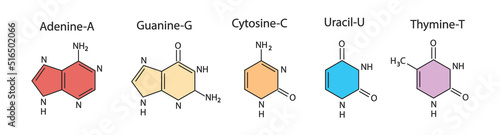 Structure of DNA. Medical chart.