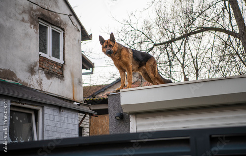 German Shepherd Dog standing on rooftop of the house watching out and observing environment.