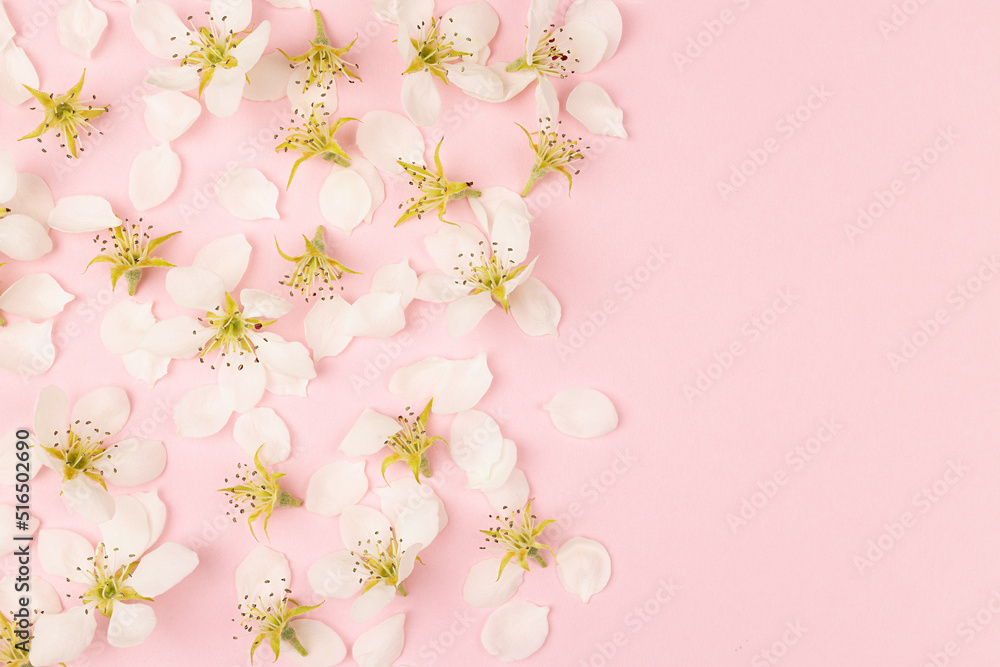 Fresh tender summer flowers background with white petals and buds of apple tree flowers on pastel pink background as border, copy space for text, top view. Romantic floral background in modern style.