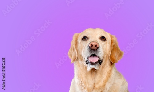 Cute domestic dog happy smiling, pet concept © BillionPhotos.com