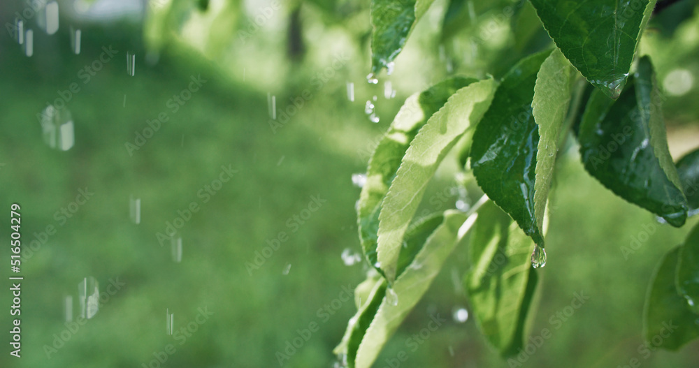 Green foliage raindrops. Spring rain. Nature melancholy. Closeup of water drops falling down on apple tree leaves on blur botanical garden background. Green foliage raindrops. Spring rain. Nature melancholy. Closeup of water drops falling down on apple tree leaves on blur botanical garden background.