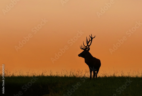 silhouette of a red deer standing on the horizon at sunset. Cervus elaphus 