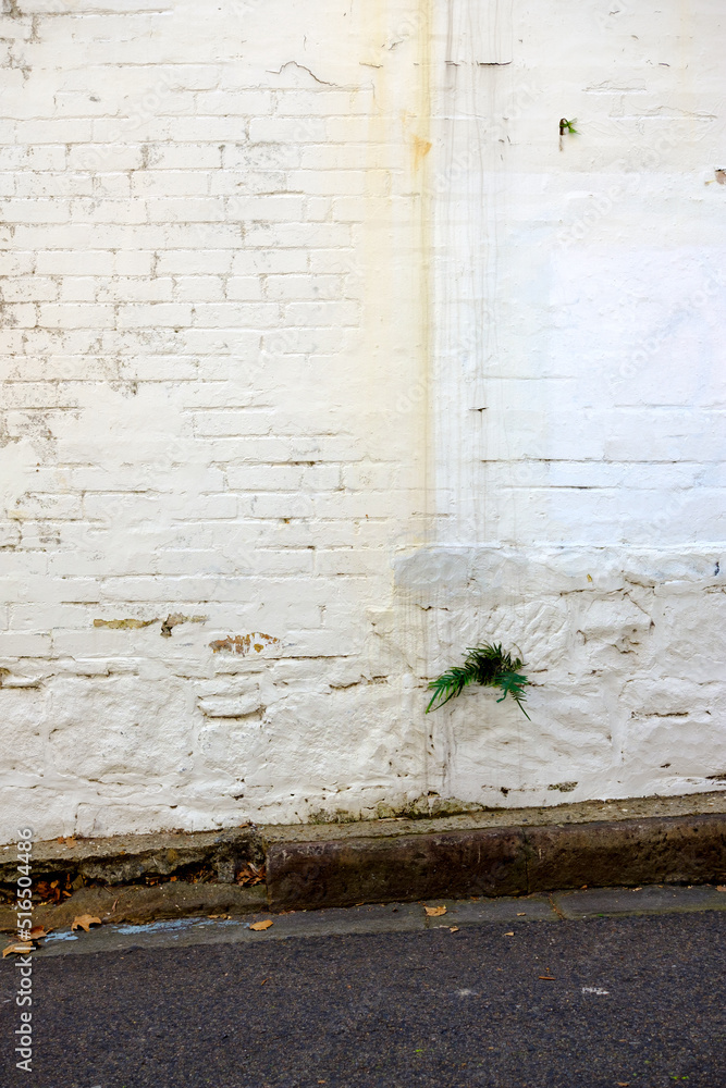 A white painted brick wall with peeling paint and a small fern growing from a crack in the bricks. There's an old sandstone gutter and road in the foreground. 