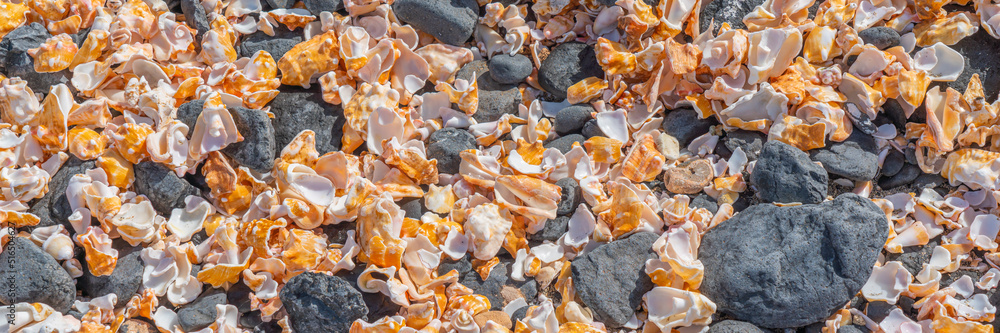 Seashell background, a lots of seashells with black stones at the beach, Cape Verde, panorama
