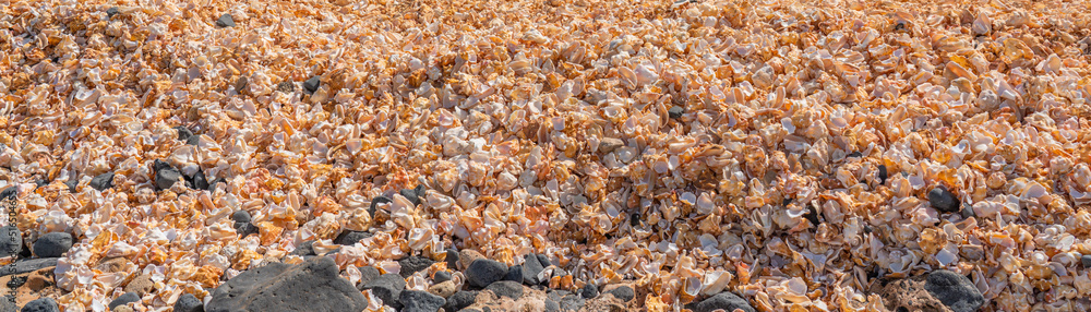 Seashell background, a lots of seashells with black stones at the beach, Cape Verde, panorama