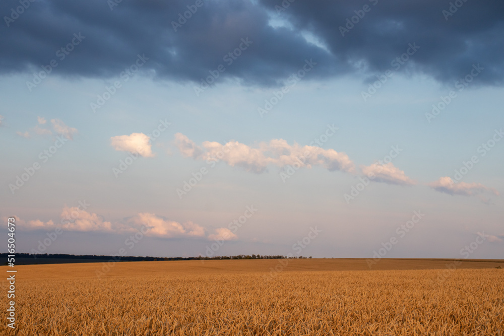 Golden wheat field at sunset. Ears of ripe yellow wheat against a bright stormy sky. Wheat in the wind. Golden hour. Copy space. Summer landscape Golden wheat field at sunset. Ears of ripe yellow wheat against a bright stormy sky. Wheat in the wind. Golden hour. Copy space. Summer landscape