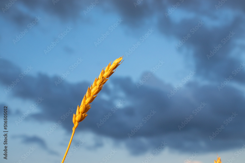 Сlose-up of one ear of ripe yellow wheat against a bright stormy sky. Wheat in the wind. Golden our, sunset. Copy space Сlose-up of one ear of ripe yellow wheat against a bright stormy sky. Wheat in the wind. Golden our, sunset. Copy space
