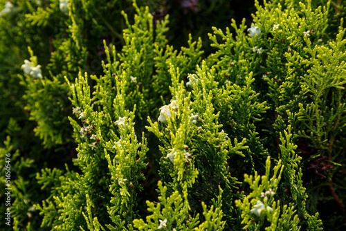 Pine cones of evergreen plant