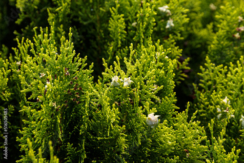 Pine cones of evergreen plant