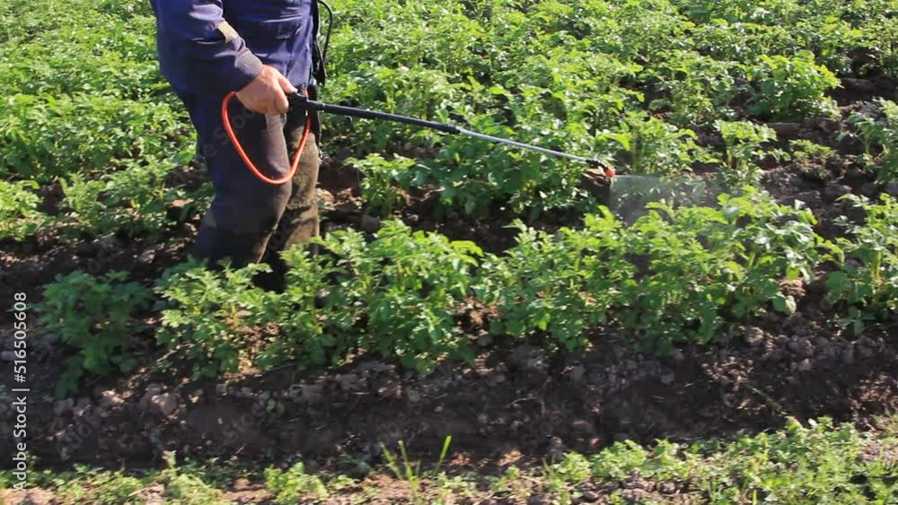 Man gardener sprays young potato sprouts from pests with a special