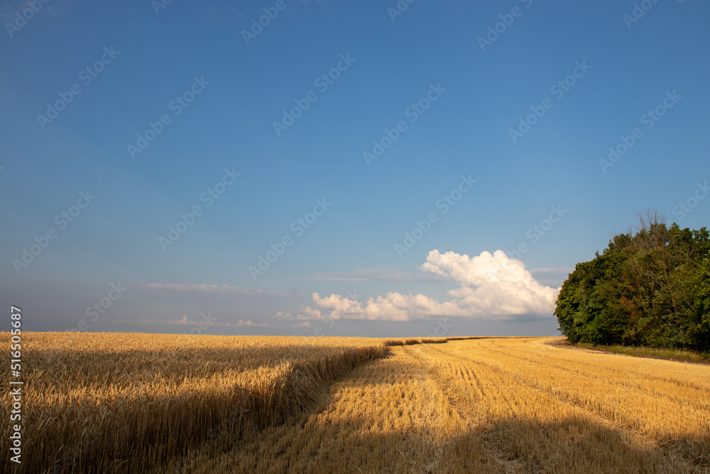 Golden wheat field, green tree and blue sky with clouds. Corn ears in setting sunlight. Part of the field with harvested crops. Wheat stubble. Golden hour Harvesting concept. Summer landscape

