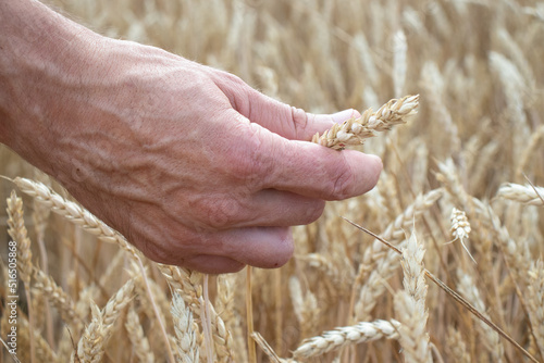 Male hand holding a golden wheat ear on blurred wheat field background. Close up