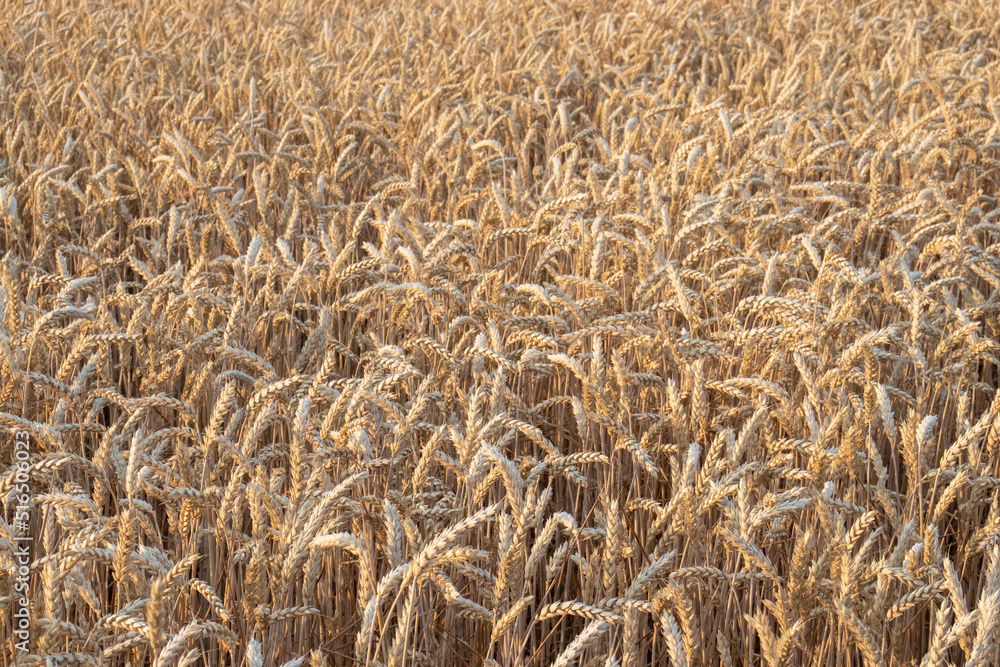 Golden wheat field background. Ears of ripe wheat in the rays of the setting sun, close-up, texture Golden wheat field background. Ears of ripe wheat in the rays of the setting sun, close-up, texture