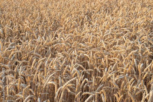 Golden wheat field background. Ears of ripe wheat in the rays of the setting sun, close-up, texture