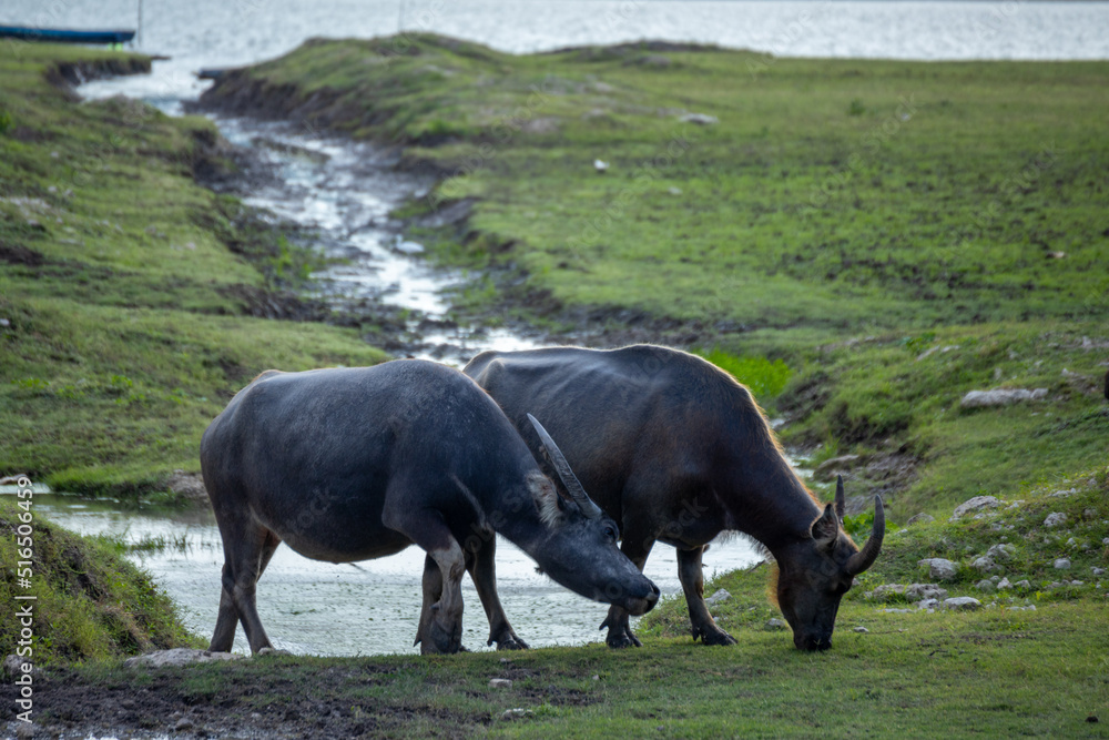 Fototapeta premium buffalo walking to eat grass