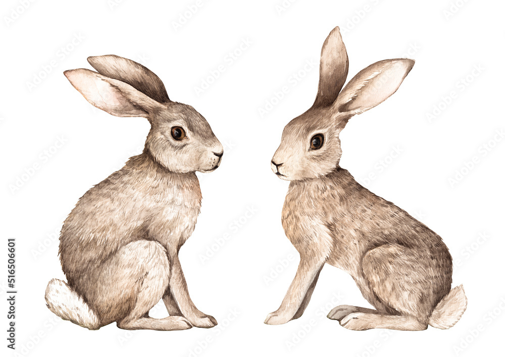 Fototapeta premium watercolor brown hare, rabbit hand-drawn, isolated character on a white background