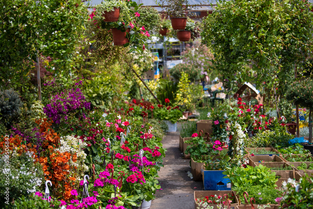 Beautiful colorful Flowers and Herbs at open air street flower market in Belgrade, Serbia.