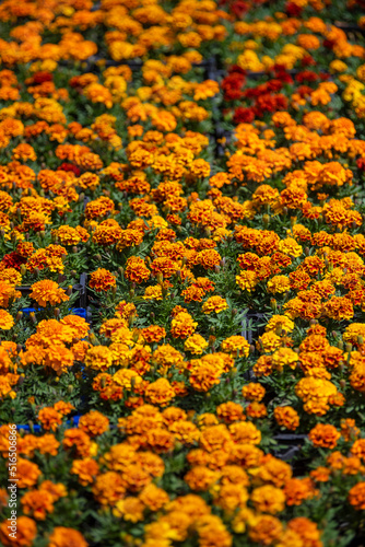Row of Beautiful colorful orange Flowers and Herbs at open air street flower market in Belgrade, Serbia. 