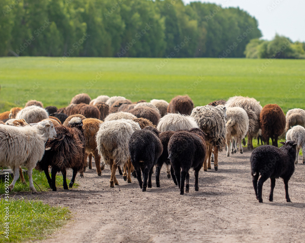 Fototapeta premium A flock of sheep in the pasture.