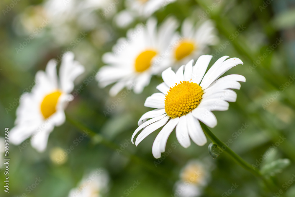 White large daisies on the background of blurred daisies outdoors. close-up White large daisies on the background of blurred daisies outdoors. close-up
