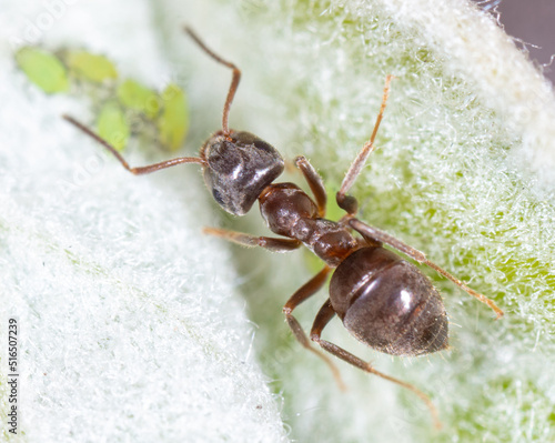 An ant grazes aphids on a tree leaf.