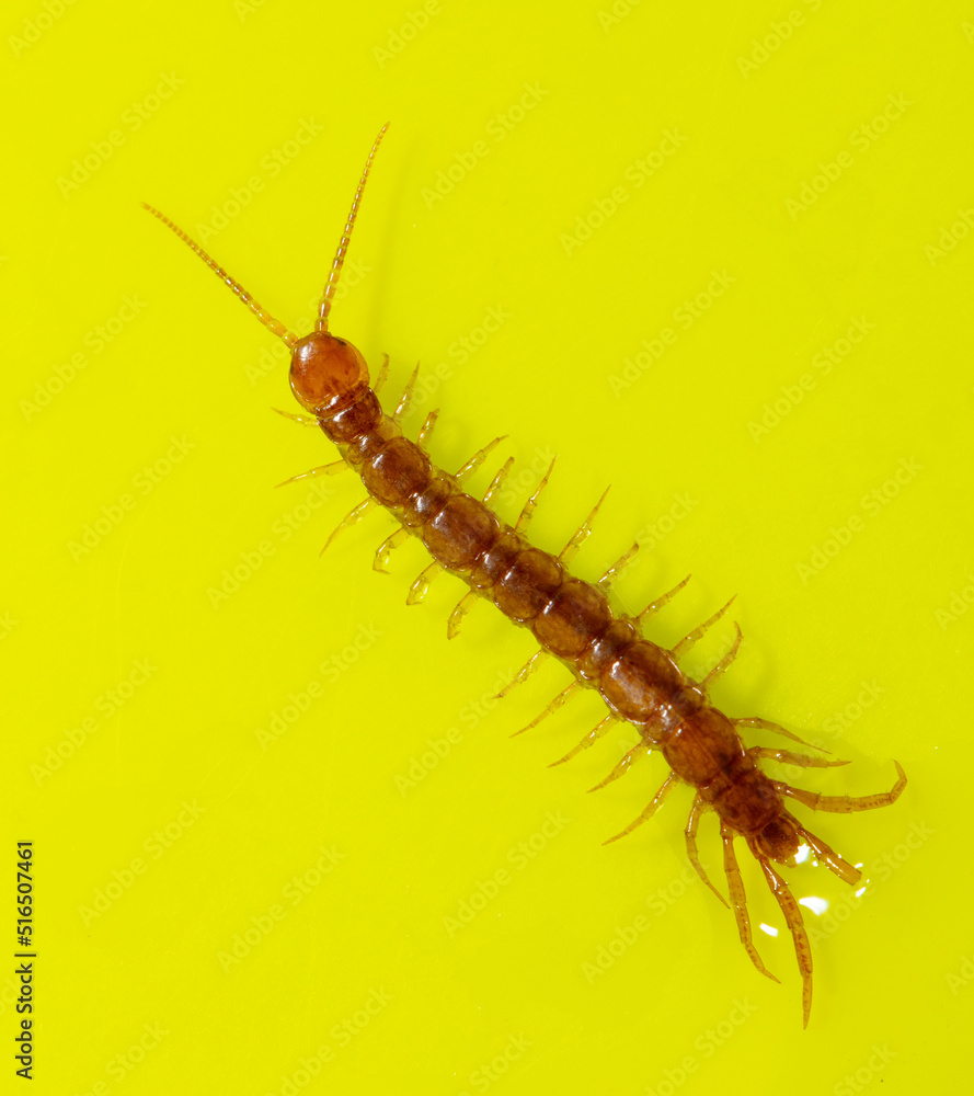 Fototapeta premium Centipede isolated on yellow background.