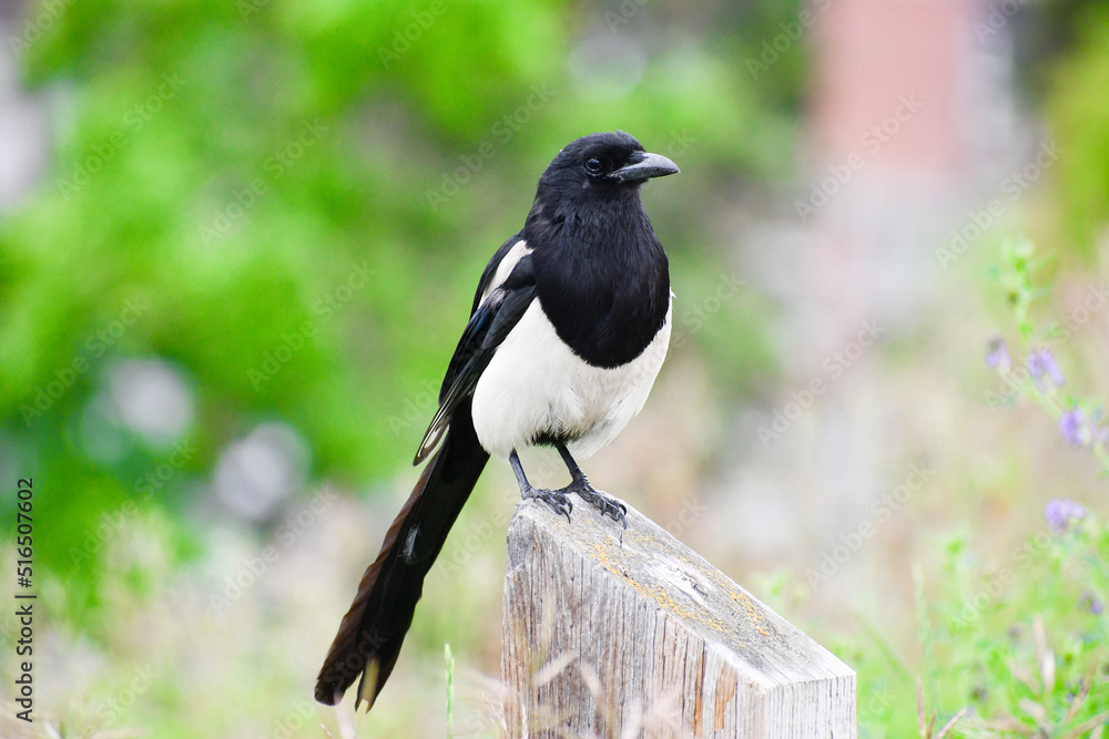 Cuervo de cola larga, de color blanco y negro, aves más conocidas de Finlandia y Canadá Cuervo de cola larga, de color blanco y negro, aves más conocidas de Finlandia y Canadá
