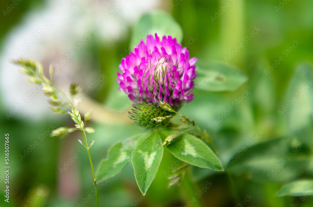 Flower on clover in nature. Flower on clover in nature.