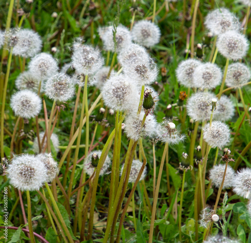 Fluffy dandelions in the park in nature.