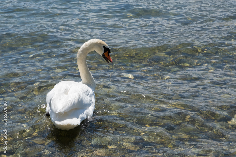 Obraz premium Swan on the water