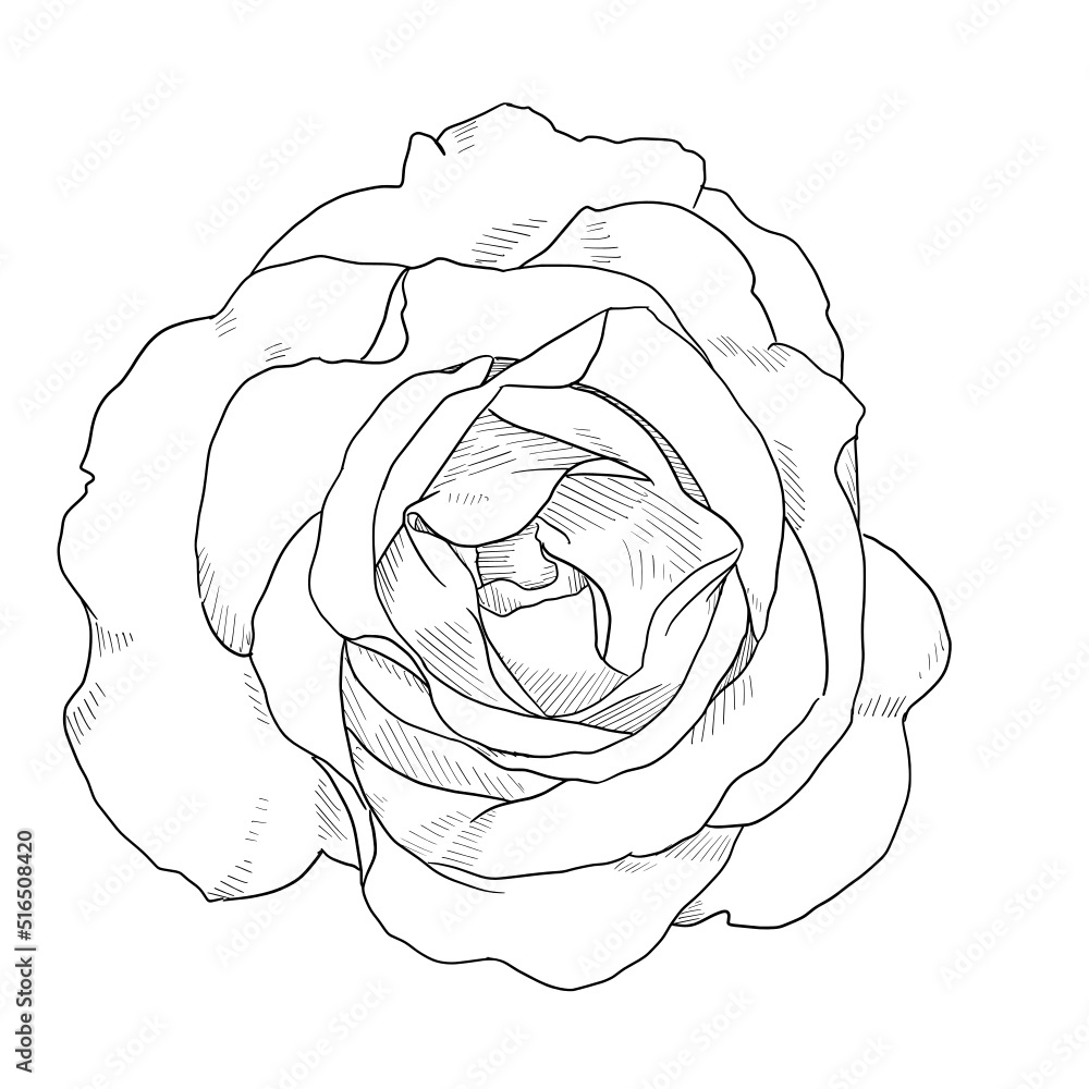 Roses Line art Roses Line art