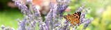 Schmetterling 1045