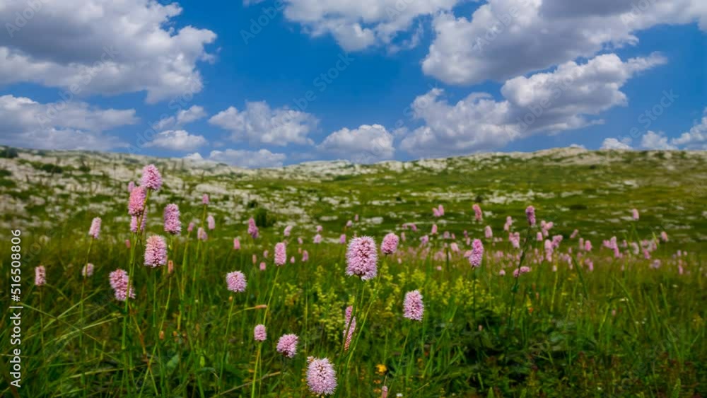 green prairie with flowers under blue cloudy sky time lapse scene green prairie with flowers under blue cloudy sky time lapse scene