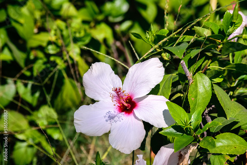 pink and white flowers