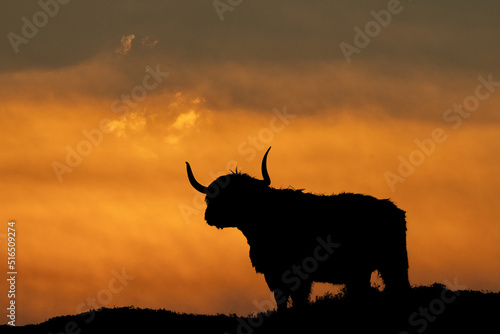 Highland cow silhouette and sunset, dramatic highland cow in Scotland taken on the ilse of skye near Elgol photo