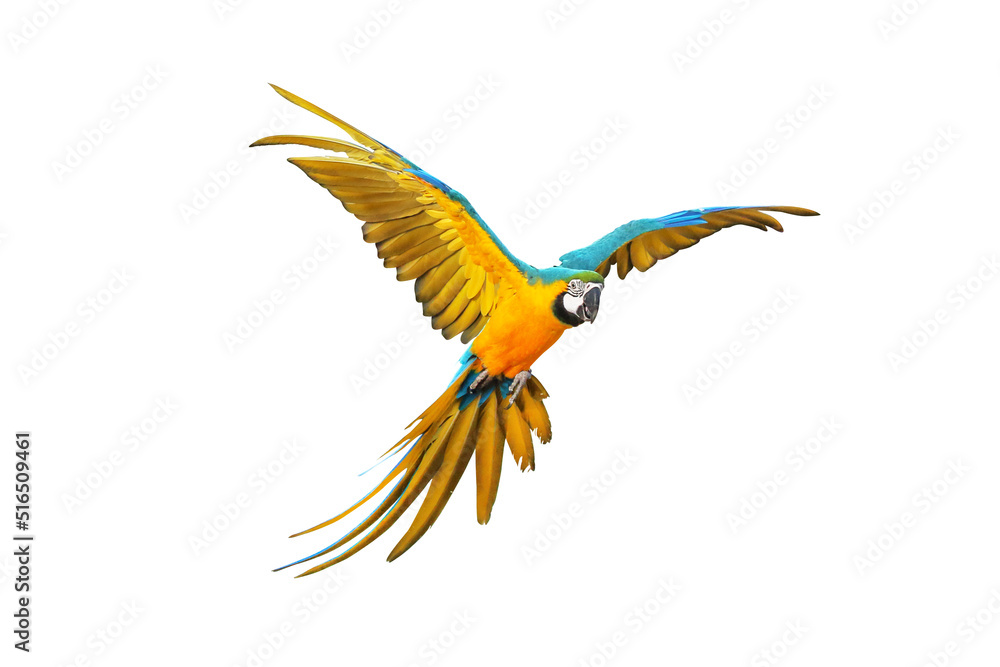 Fototapeta premium Colorful macaw parrot flying isolated on white.