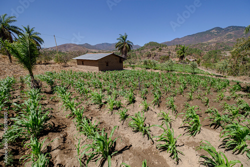 huerto con miniriegos financiados por el govern Balear, Sinchaj, San Bartolomé Jocotenango,  municipio del departamento de Quiché, Guatemala, America Central photo