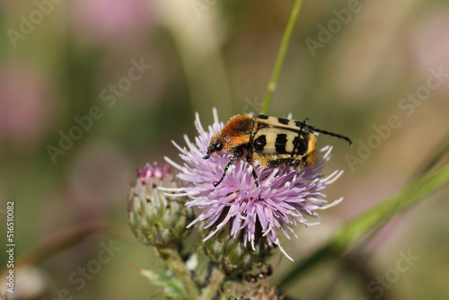 An extremely rare Bee Beetle, Trichius fasciatus, feeding on the pollen of a thistle flower.