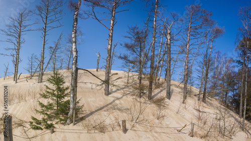 Fototapeta Naklejka Na Ścianę i Meble -  Słowiński Park Narodowy- ruchome wydmy