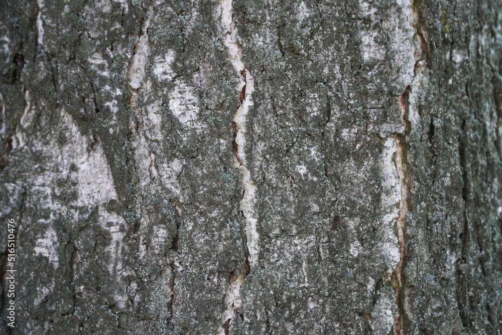 Fototapeta premium Texture of birch bark close-up