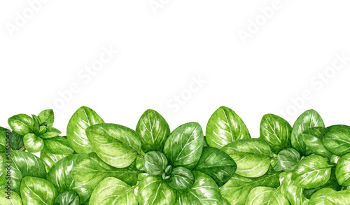 Oregano garden herb seamless border. Watercolor illustration. Hand drawn marjoram fresh organic plant element. Fresh oregano aromatic herbal spice seamless border