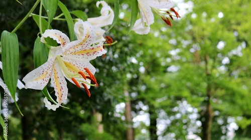 夏の日　森の中　華やかに咲くヤマユリの花