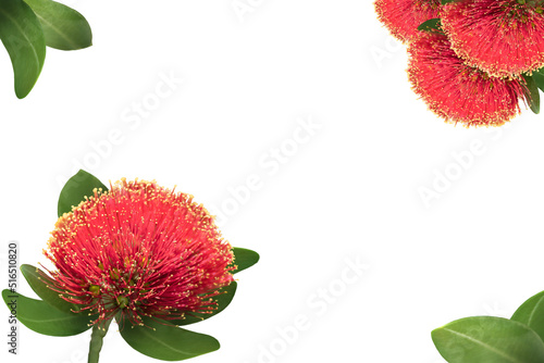Red Pohutukawa flowers on white background photo