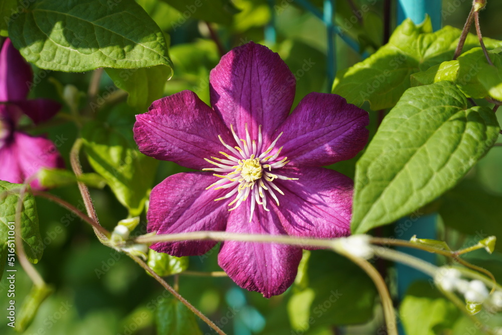 Lilac clematis flowers in close-up surrounded by green leaves. A branch with spring flowers pink-lilac flowers, blooming floral background. Lilac clematis flowers in close-up surrounded by green leaves. A branch with spring flowers pink-lilac flowers, blooming floral background.