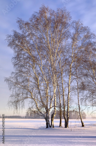 Birch grove in winter © ArhSib