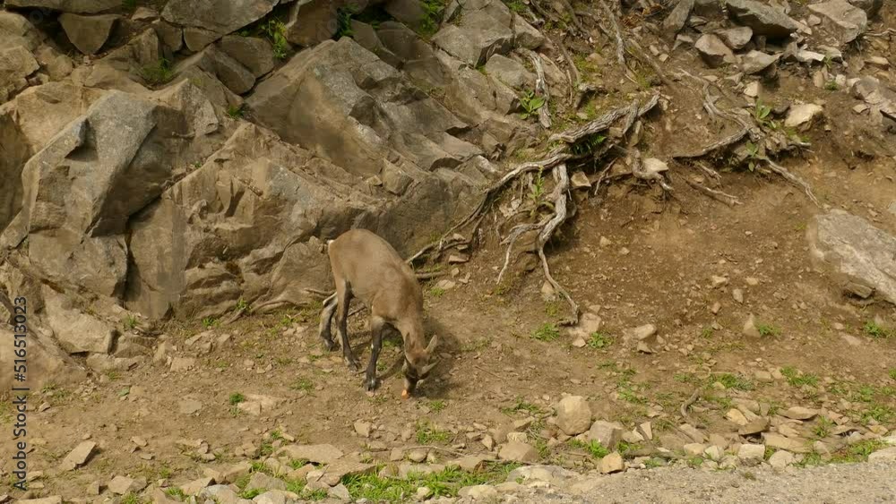 Brown goat camouflaging with the rocky mountains on side of road. Tracking shot. Brown goat camouflaging with the rocky mountains on side of road. Tracking shot.