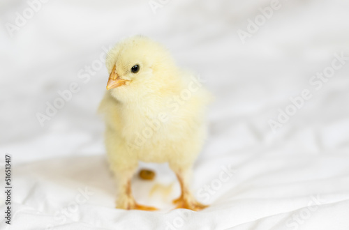 Wallpaper Mural little cute adorable little baby chicken is sitting on white blanket,coverlet doing shit,dung.little hen baby want to sleep or looks at camera.adorable bird in bedroom.farming concept Torontodigital.ca